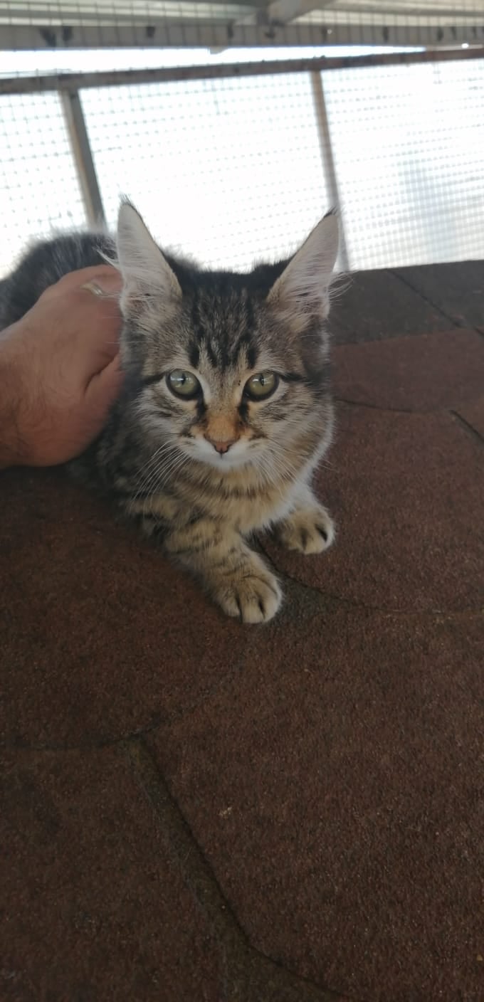 Barınak gırgır Yuva arıyor SEHAYDER