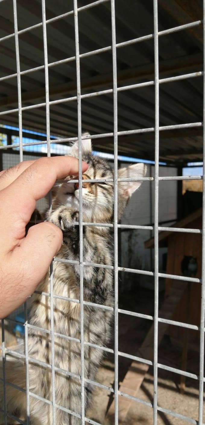 Barınak gırgır Yuva arıyor SEHAYDER